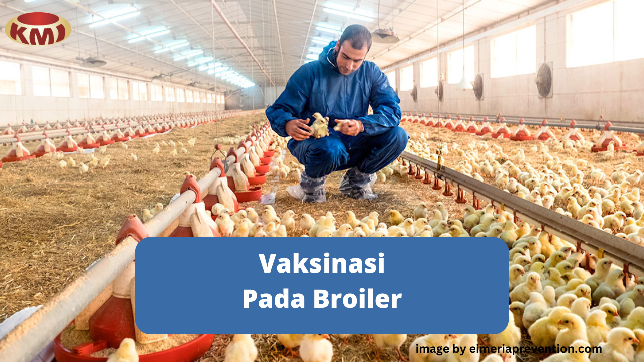 Pengertian dan Cara Vaksinasi Ayam Broiler